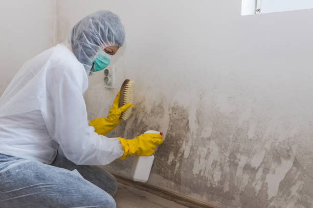 Best Post-Flood Mold Remediation in Hillside Lake, NY