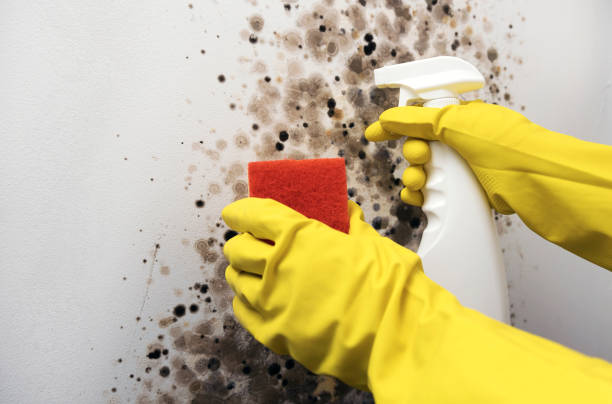 Best Post-Flood Mold Remediation in Hillside Lake, NY